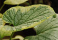 Brunnera macrophylla 'King's Ransom'