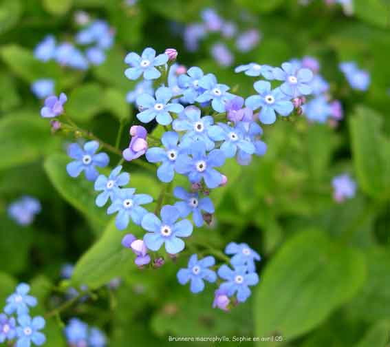 Brunnera macrophylla