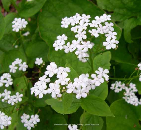 Brunnera macrophylla 'Betty Bowring'