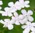 Brunnera macrophylla 'Betty Bowring'