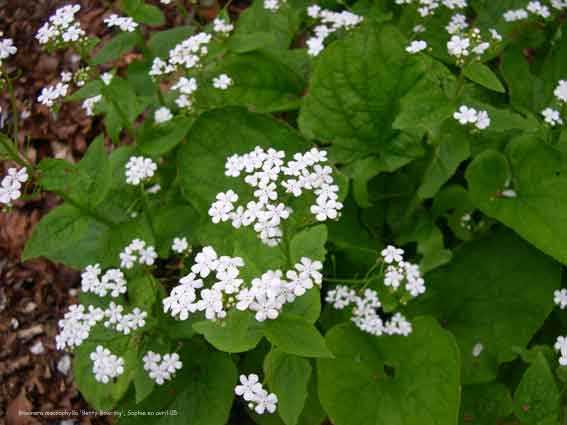 Brunnera macrophylla 'Betty Bowring''