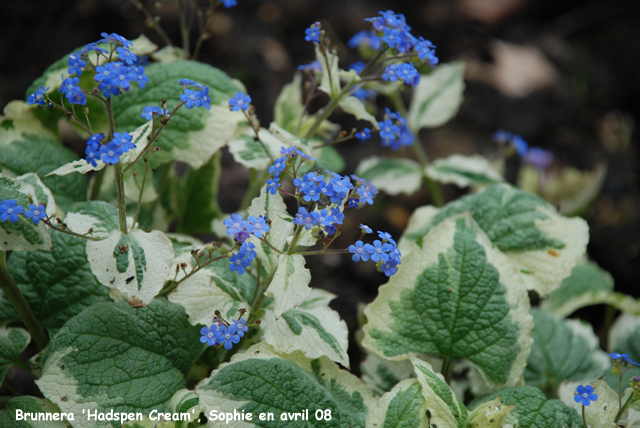 Brunnera macrophylla 'Hadspen Cream'