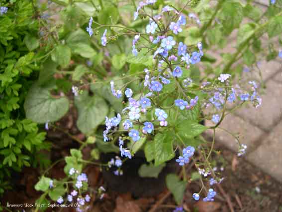 Brunnera macrophylla 'Jack Frost'