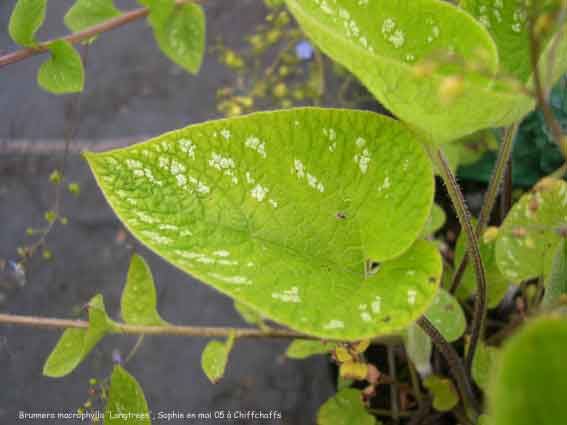 Brunnera macrophylla 'Langtress'