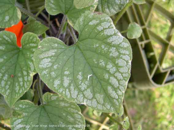 Brunnera macrophylla 'Silver Wings'