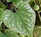 Brunnera macrophylla 'Silver Wings'