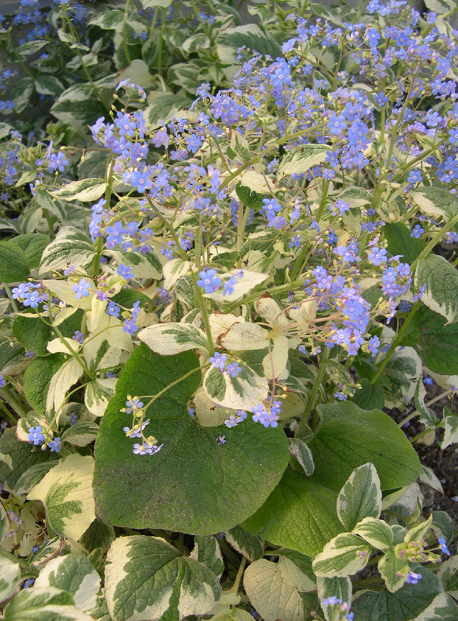Brunnera macrophylla 'Variegata'