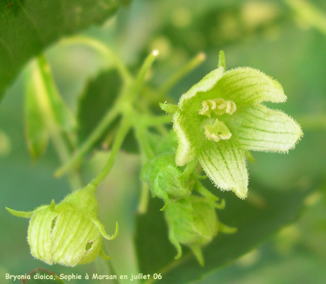 Bryonia dioica