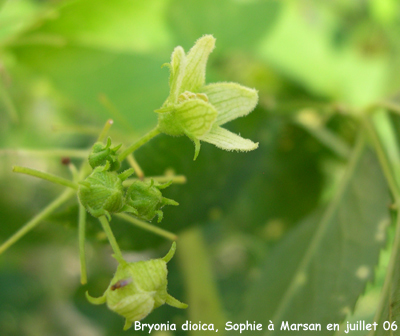 Bryonia dioica