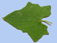 Bryonia dioica