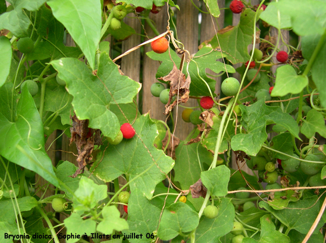 Bryonia dioica