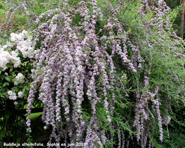 Buddleja alternifolia