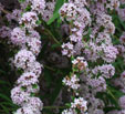 Buddleja alternifolia