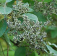 Buddleja cordata ssp. tomentella