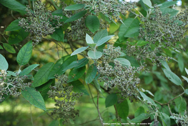 Buddleja cordata ssp. tomentella