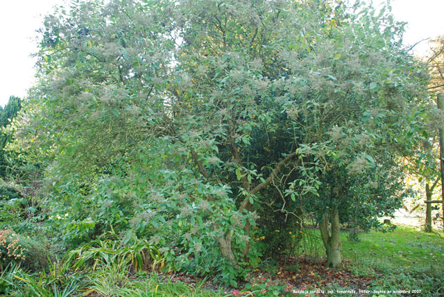 Buddleja cordata ssp. tomentella