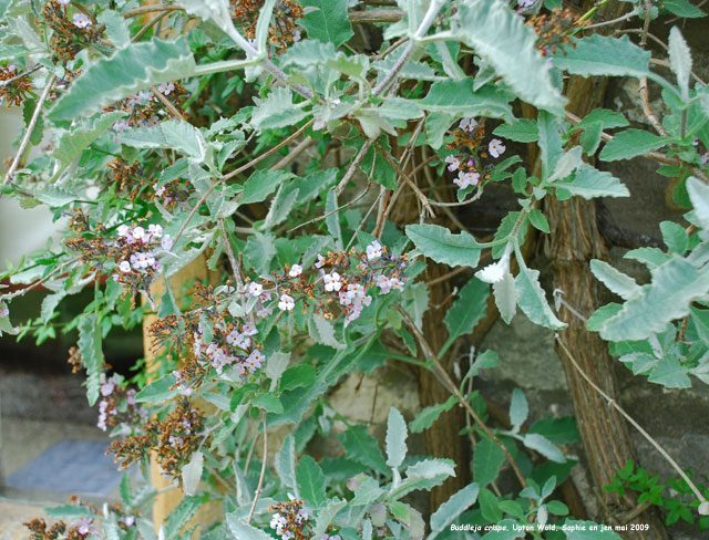 Buddleja crispa