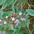 Buddleja crispa