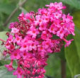 Buddleja davidii 'Botex 006'