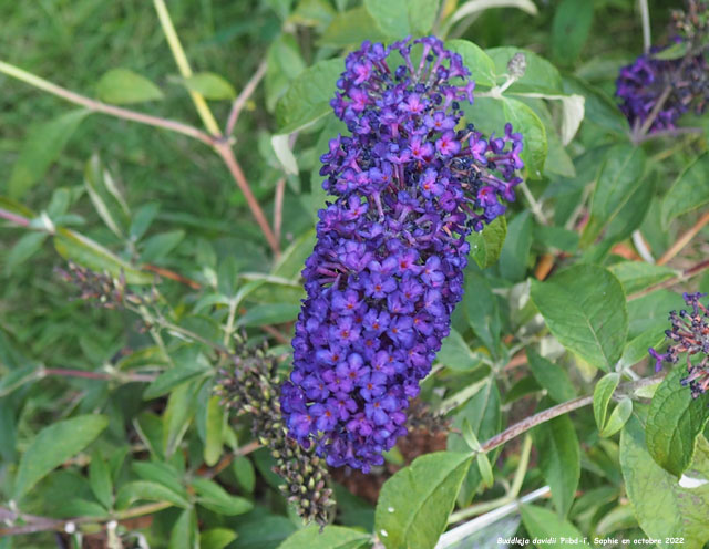Buddleja davidii 'Piibd-i'