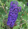 Buddleja davidii 'Piibd-i'