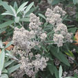 Buddleja loricata