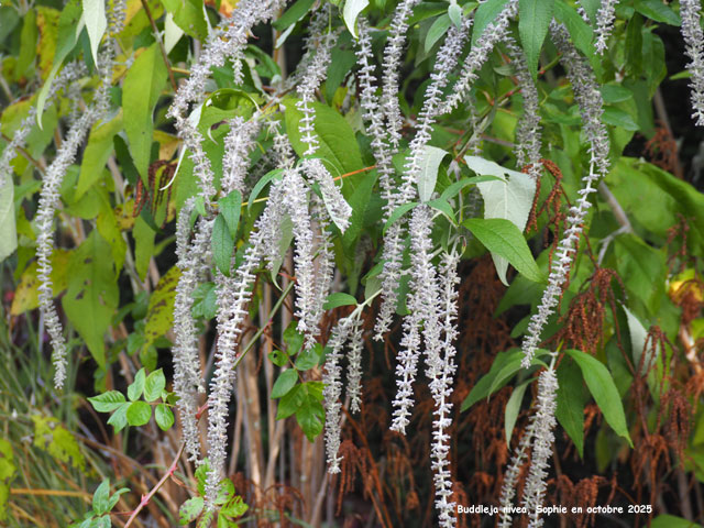 Buddleja nivea