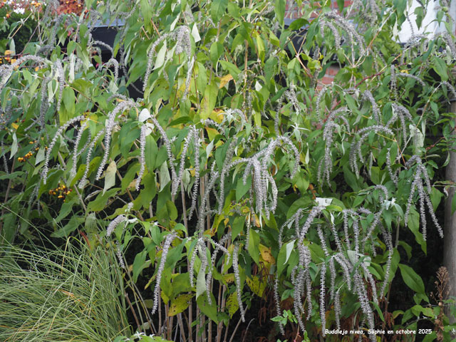 Buddleja nivea