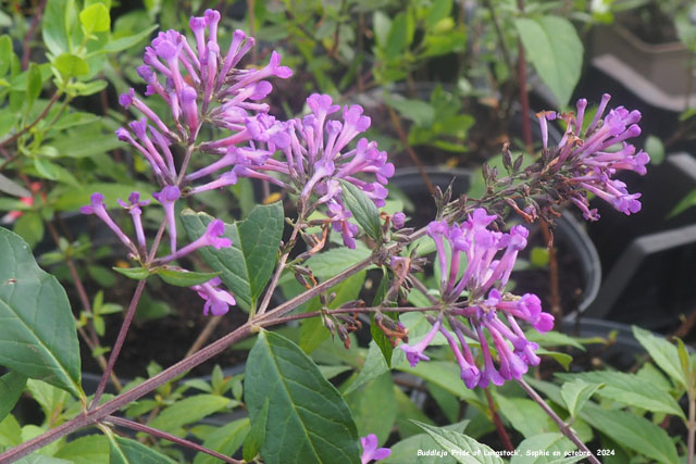 Buddleja 'Pride of Longstock'