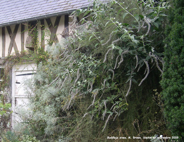 Buddleja nivea