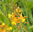 Bulbine frutescens