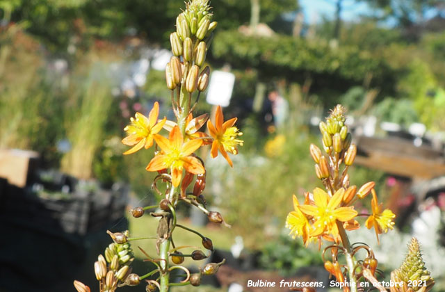 Bulbine frutescens