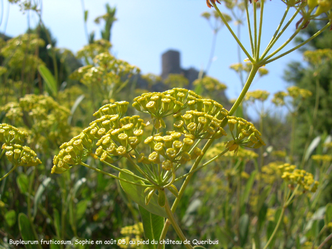 Bupleurum fructicosum