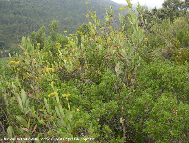 Bupleurum fruticosum