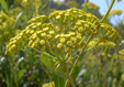Bupleurum fructicosum