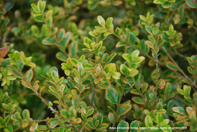 Buxus microphylla 'Golden Dream'