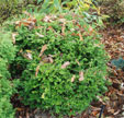 Buxus microphylla 'Trompenburg'