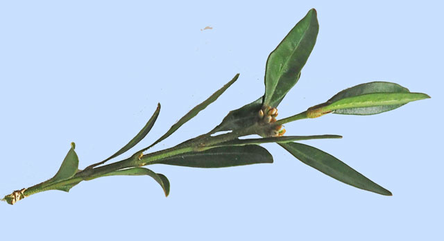 Buxus sempervirens
