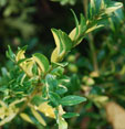 Buxus sempervirens 'Aurea Pendula'