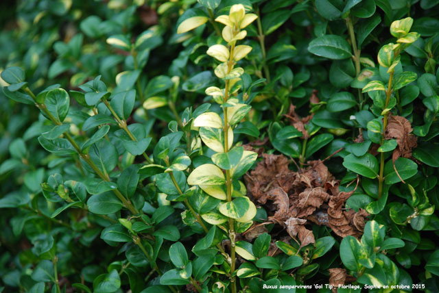 Buxus sempervirens 'Notata'