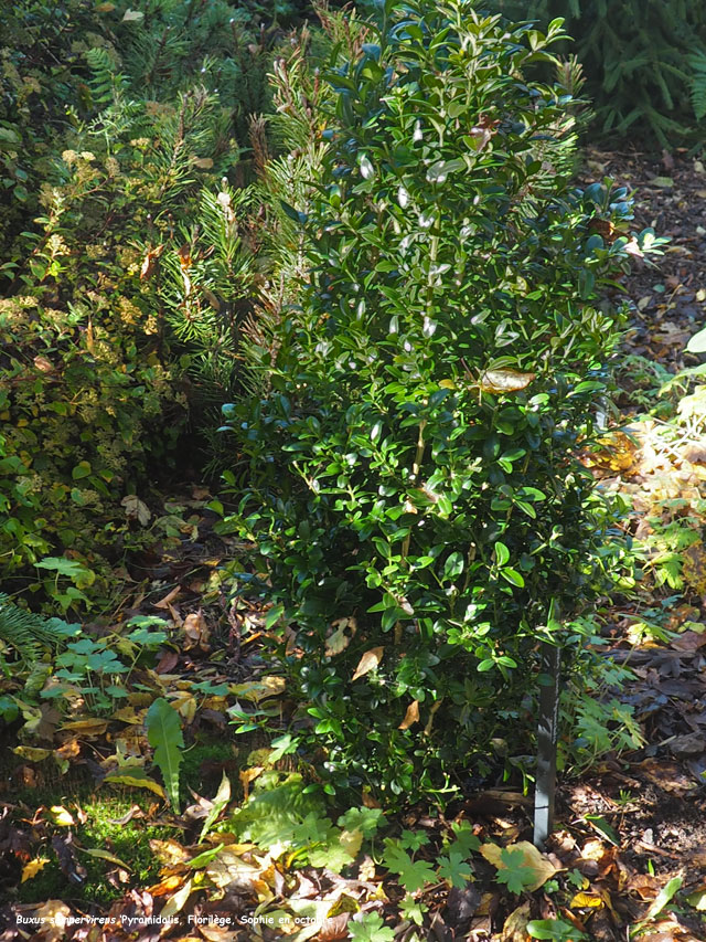Buxus sempervirens 'Pyramidalis'