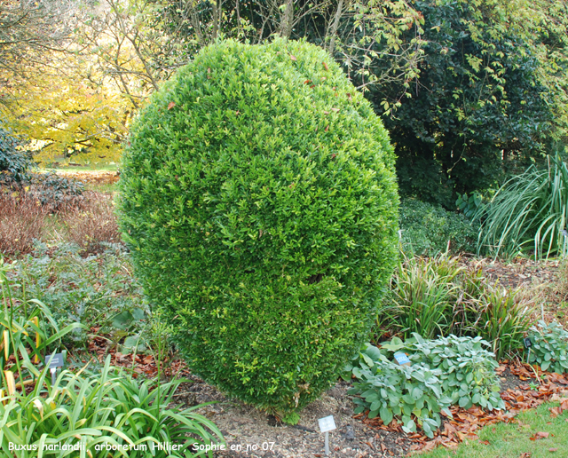 Buxus harlandii