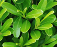 Buxus harlandii