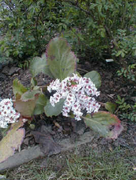 Bergenia 'Silberlicht'
