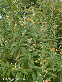 Buddleja globosa