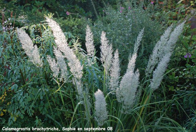 Calamagrostis brachytricha