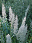 Calamagrostis brachytricha