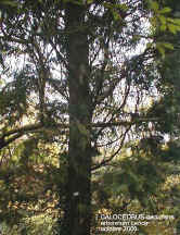 Calocedrus decurrens