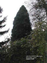 silhouette d'un Calocedrus decurrens