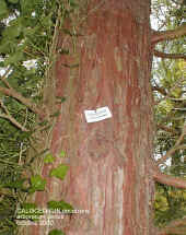 Tronc d'un Calocedrus decurrens